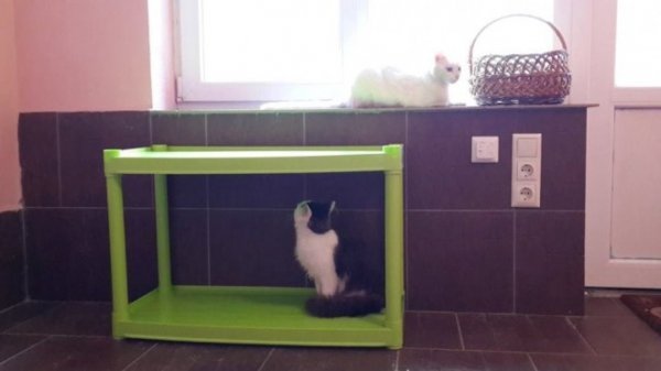 «Котячий» готель відкрили у Луцьку. ФОТО