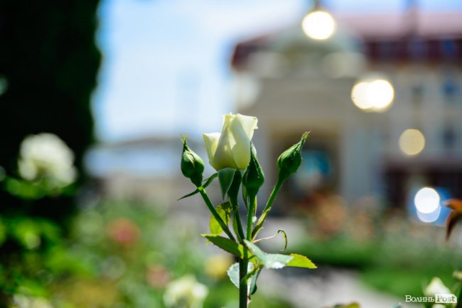 Літні пахощі: головний собор Луцька тоне в трояндах. ФОТОРЕПОРТАЖ