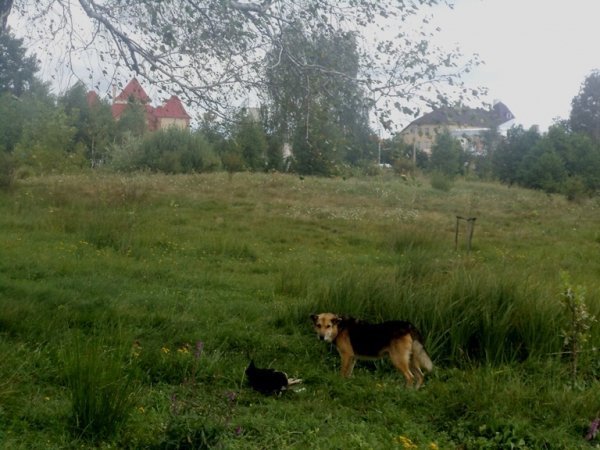 На Волині дикі собаки нападають на людей. ФОТО