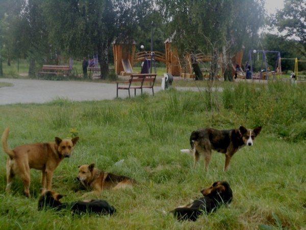 На Волині дикі собаки нападають на людей. ФОТО