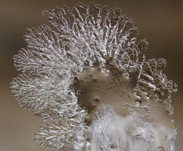 У мережі з’явились неймовірні «портрети» сніжинок. ФОТО