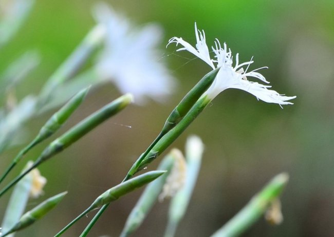 У волинському лісі знайшли унікальні види рослин. ФОТО