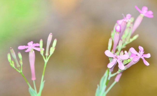У волинському лісі знайшли унікальні види рослин. ФОТО
