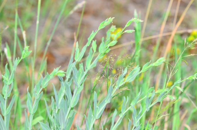 У волинському лісі знайшли унікальні види рослин. ФОТО