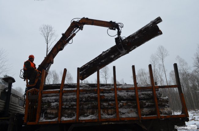 Жнива у зимовому лісі: як на Волині заготовляють деревину. ФОТО