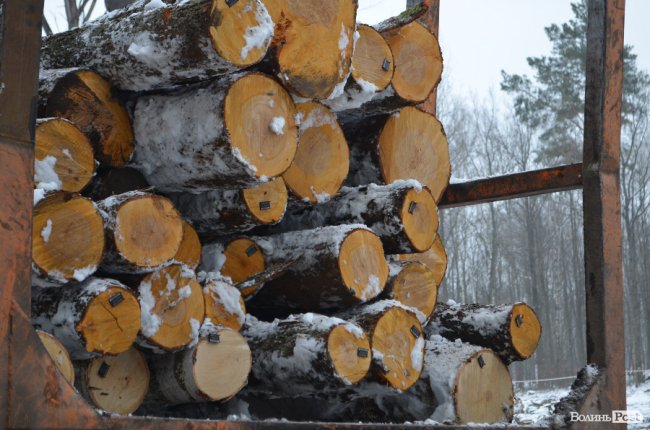 Жнива у зимовому лісі: як на Волині заготовляють деревину. ФОТО