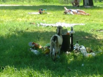 Сміття і кози на пляжі: місце відпочинку в районі Теремно потопає у смітті. ВІДЕО