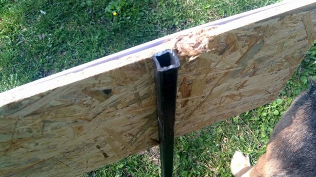 «Покращення» в площині абсурду», - луцький художник про реалізацію заборони вигулу собак