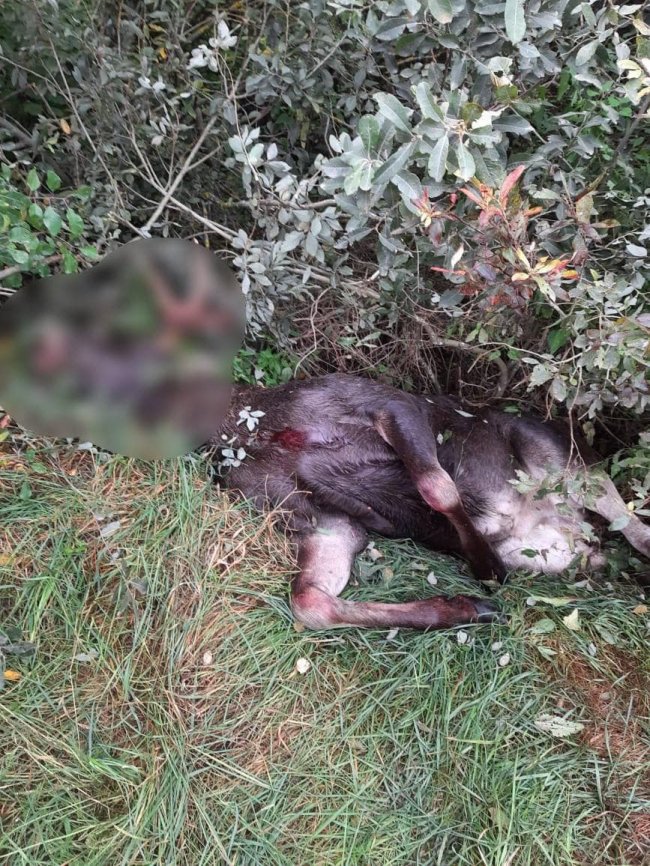 На Волині знайшли вбитими лося та самця козулі. ФОТО