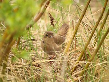 Її пісня нагадує булькання болотних пухирів: волинський фотограф «упіймав» незвичну пташку