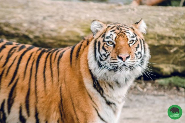Звірята луцького зоопарку – в очікуванні весни. ФОТО