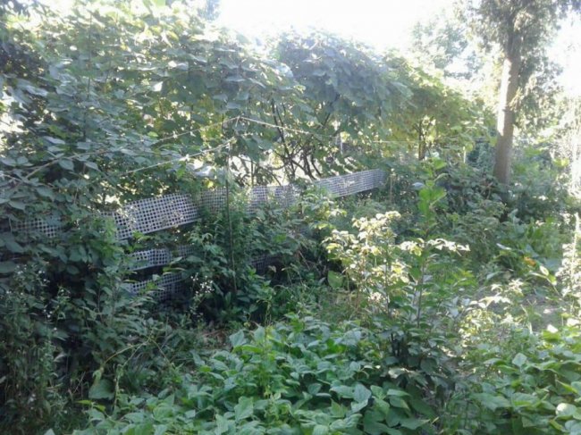 Муніципали продовжуть зносити паркани у Луцьку. ФОТО