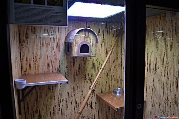 У Луцьку ‒ виставка мавп. ФОТО. ВІДЕО