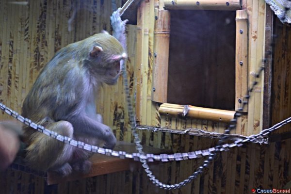У Луцьку ‒ виставка мавп. ФОТО. ВІДЕО
