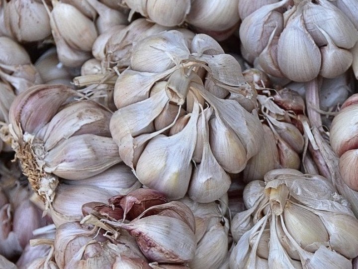 Коли найкраще садити часник та цибулю: сприятливі дні у листопаді