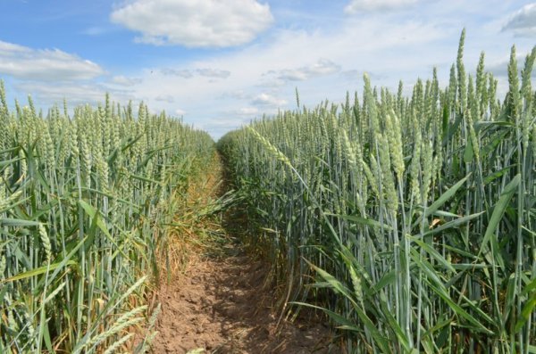 Фотовиставка: Сергій Олешкевич