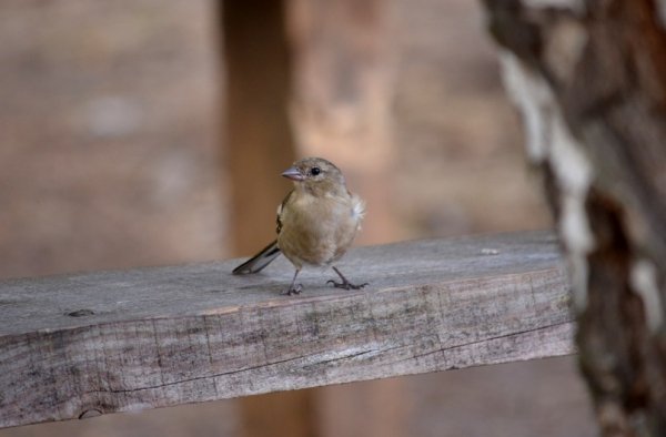 Фотовиставка: Сергій Олешкевич