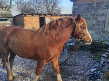Сів верхи та помчав до сусіднього села: у Луцькому районі чоловік вкрав із ферми коня