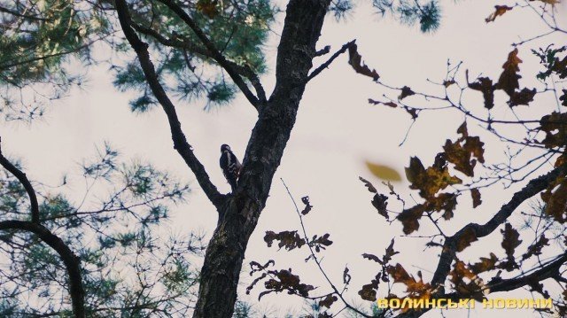 «Цуманська пуща» не гірша за Єллоустоун: захоплюючі кадри волинського нацпарку