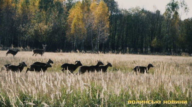 «Цуманська пуща» не гірша за Єллоустоун: захоплюючі кадри волинського нацпарку
