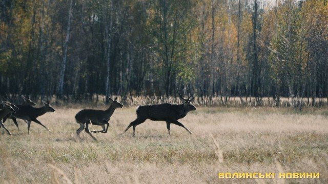 «Цуманська пуща» не гірша за Єллоустоун: захоплюючі кадри волинського нацпарку