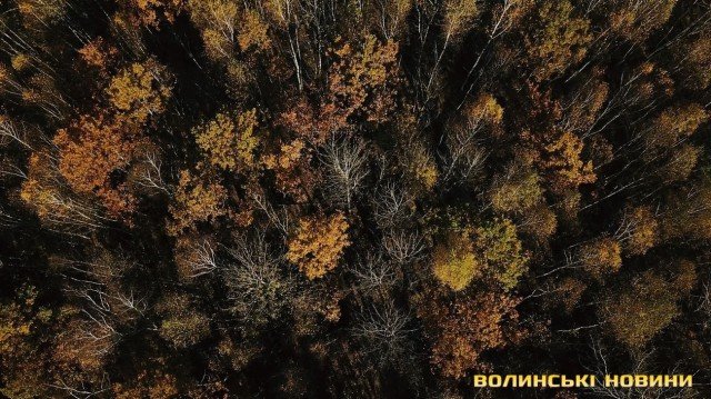 «Цуманська пуща» не гірша за Єллоустоун: захоплюючі кадри волинського нацпарку