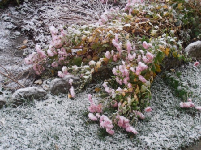 Мокрий і лапатий: на Волині - сніг. ФОТО