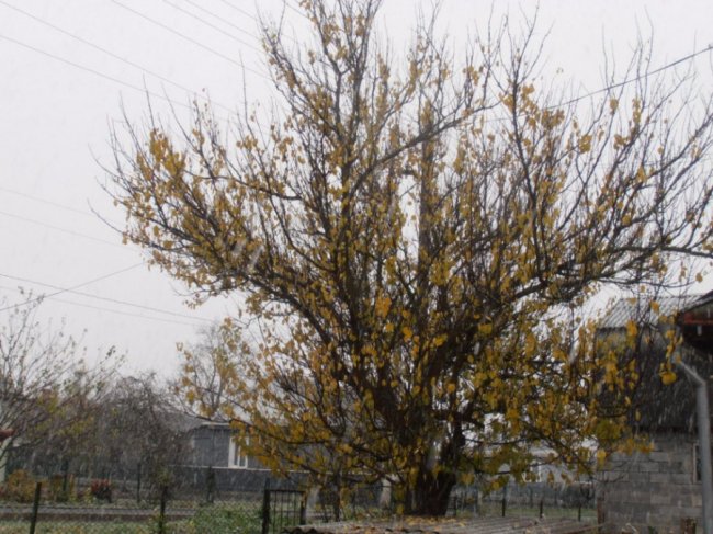 Мокрий і лапатий: на Волині - сніг. ФОТО