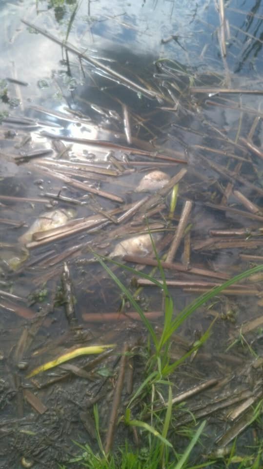 На Ковельщині в річці гине риба. ФОТО