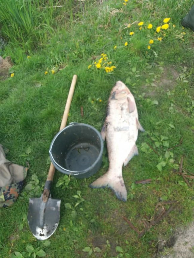 На Ковельщині в річці гине риба. ФОТО