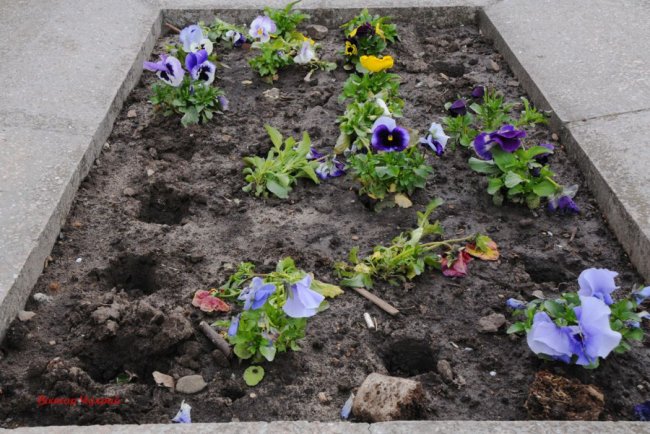 «Ген злодійства живе у вас назавжди»: у Луцьку з клумб покрали квіти