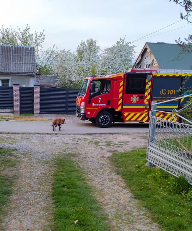 Застряг в огорожі паркану: на Волині рятувальники визволили собаку з пастки