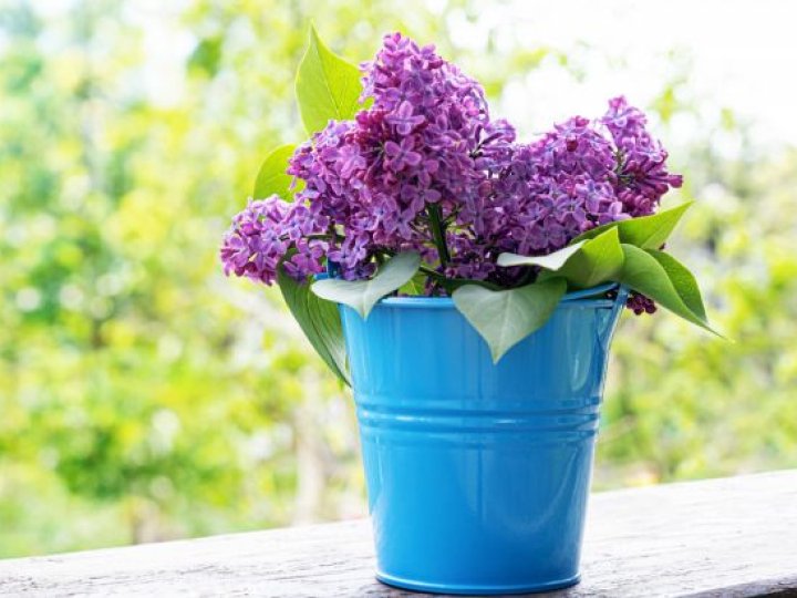 Погода в Луцьку та Волинській області на завтра, 25 травня