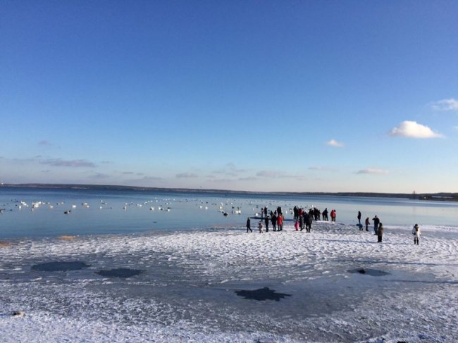Туристична родзинка на Рівненщині: сотні лебедів зимують на озері. ФОТО