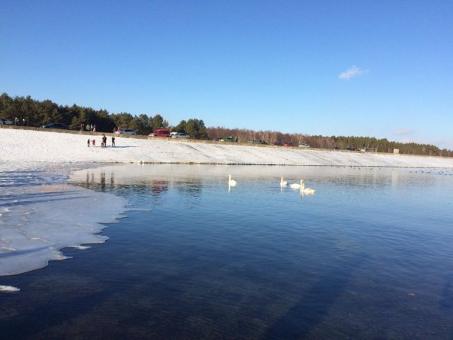 Туристична родзинка на Рівненщині: сотні лебедів зимують на озері. ФОТО