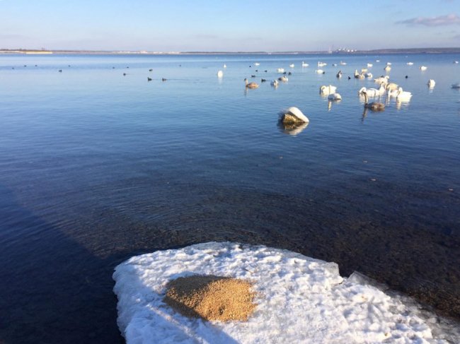 Туристична родзинка на Рівненщині: сотні лебедів зимують на озері. ФОТО
