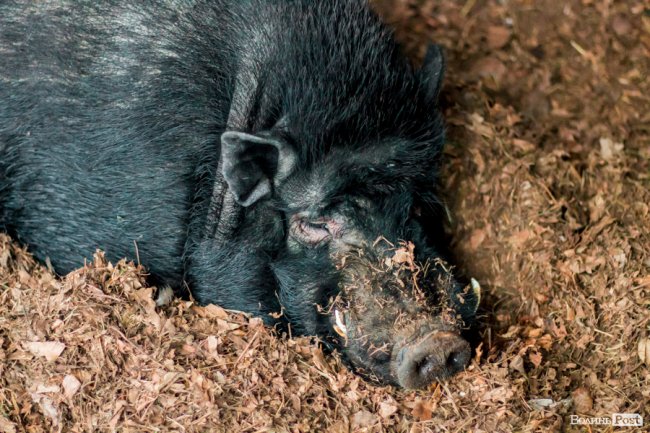 Рік Свині: милі п'ятачки луцького зоопарку. ФОТО