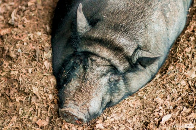 Рік Свині: милі п'ятачки луцького зоопарку. ФОТО