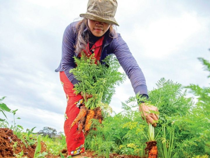 Місячний посівний календар на липень 2024 року: сприятливі та несприятливі дні, щоб поратися в городі