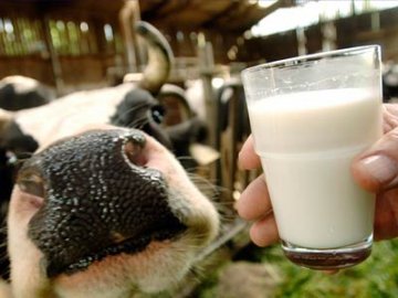 На Волині інформація про борги за молоко – таємниця