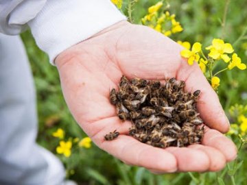 Як у луцькій громаді хочуть запобігати отруєнню бджіл 
