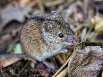 Волинян попереджають про небезпечні хвороби, які переносять гризуни