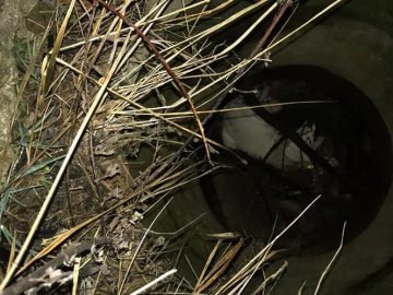 Порятунок собаки у Луцьку: школяр розповів, як витягали тварину з величезної ями. ВІДЕО