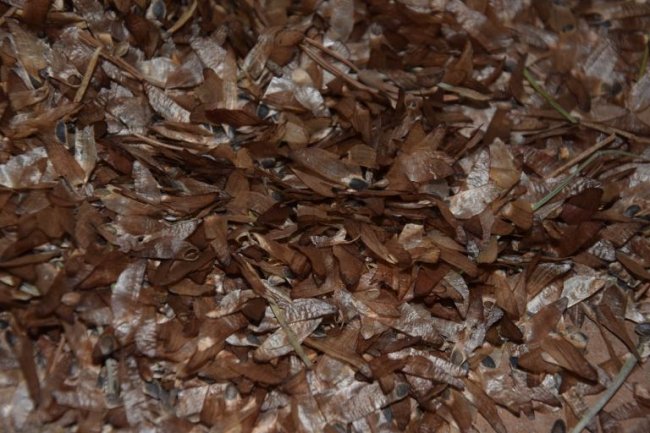 На Волині заготовили 125 тонн шишок ялини, сосни та модринових 