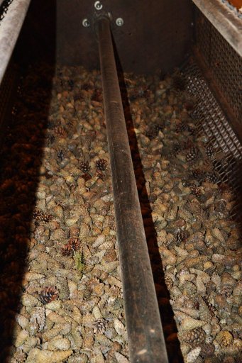 На Волині заготовили 125 тонн шишок ялини, сосни та модринових 