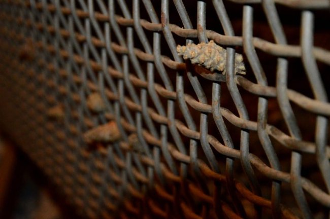 На Волині заготовили 125 тонн шишок ялини, сосни та модринових 