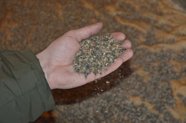 На Волині заготовили 125 тонн шишок ялини, сосни та модринових 