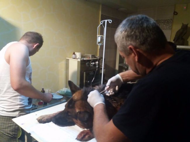 Неймовірна історія: як у Луцьку рятували пса і його власника