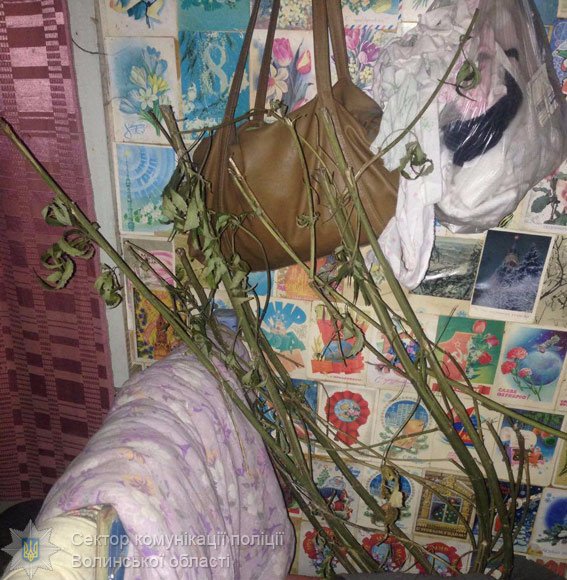 У волинянина в дачному будиночку знайшли наркотики