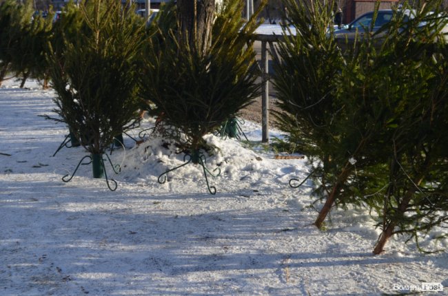 У скільки лучанам обійдуться ялинки та сосни. ФОТО